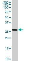 Anti-PSMA8 Antibody