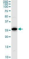 Anti-PSMA8 Antibody