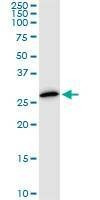 Anti-PSMA8 Antibody