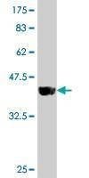 Anti-PTK7 Antibody