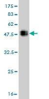 Anti-PTK9 Antibody