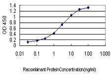 Anti-PUM2 Antibody