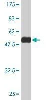 Anti-RAB22A Antibody