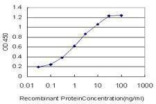 Anti-RABIF Antibody