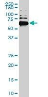 Anti-RAD18 Antibody