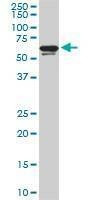 Anti-RAD18 Antibody