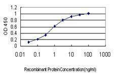 Anti-RAD54B Antibody