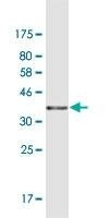 Anti-RANGRF Antibody