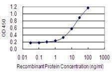 Anti-RANGRF Antibody