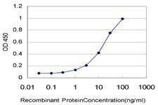 Anti-RASEF Antibody