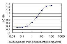 Anti-RASGRP4 Antibody