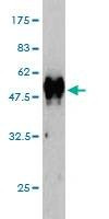 Anti-RASL11B Antibody