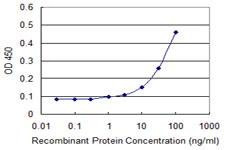 Anti-RASL11B Antibody