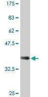 Anti-RBPJ Antibody