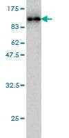 Anti-RDX Antibody