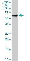 Anti-RDX Antibody