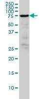 Anti-RDX Antibody