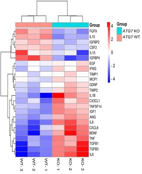 Figure adapted from Tang et al., Autophagy, 2025. .
