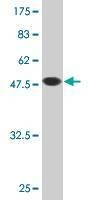 Anti-RERG Antibody