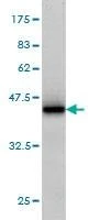 Anti-RGL1 Antibody