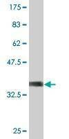 Anti-RGS13 Antibody