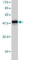 Anti-RHOA Antibody