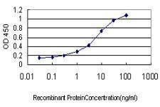 Anti-RNF125 Antibody