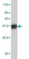 Anti-RNF127 Antibody