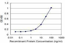 Anti-RPL30 Antibody