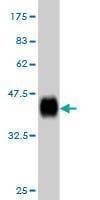 Anti-RPL36A Antibody