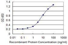 Anti-RPS17 Antibody