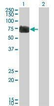 Anti-RTN2 Antibody
