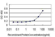 Anti-RUNX2 Antibody