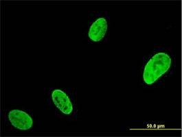 Anti-RUNX2 Antibody