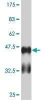 Anti-RUNX2 Antibody