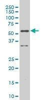 Anti-RUNX2 Antibody