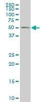 Anti-RUNX2 Antibody