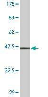 Anti-SAR1A Antibody