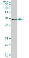 Anti-SCARA3 Antibody