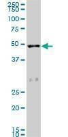 Anti-SCARA3 Antibody