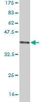 Anti-SCARA3 Antibody