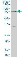 Anti-SCMH1 Antibody