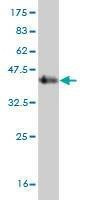 Anti-SDHC Antibody