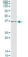 Anti-SEC13 Antibody