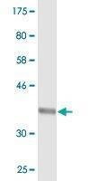 Anti-SEC24D Antibody