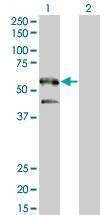 Anti-SH2B Antibody