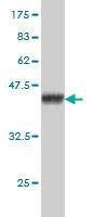 Anti-SH3BP4 Antibody