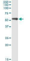 Anti-SHC4 Antibody