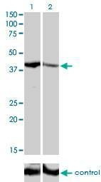 Anti-SHOX2 Antibody