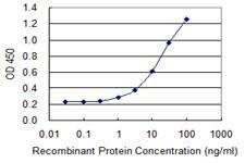 Anti-SLC39A10 Antibody